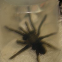 Unknown Tarantula