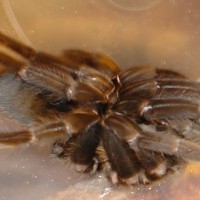 Unknown Tarantula