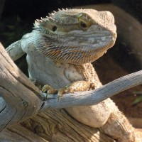 Male Bearded Dragon