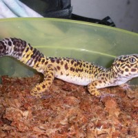 4 Year old leopard gecko