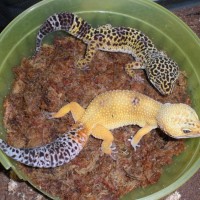 Breeding pair of Leos