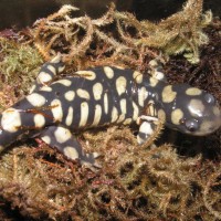 Ambystoma mavortium