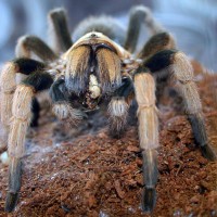 Aphonopelma sp.