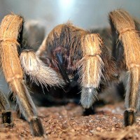 Aphonopelma sp.