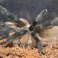 My Tarantulas