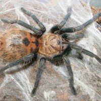 My Tarantulas