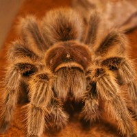 Grammostola rosea picture