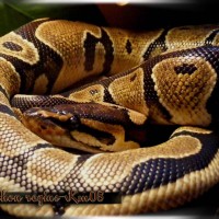 python regius