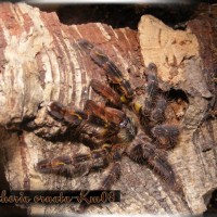 Poecilotheria ornata young