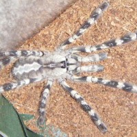 poecilotheria "Indian"