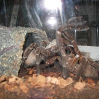 Theraphosa blondi