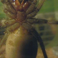 Lasiodora parahybana 3" male or female