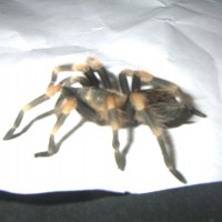 B. Smithi Fresh molt