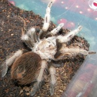 my tarantulas