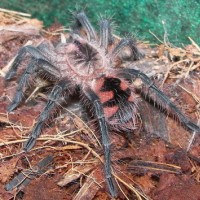 my tarantulas