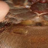 Brachypelma albopilosum female ?