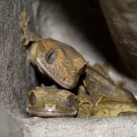 Crested Baby Geckos