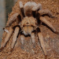 Aphonopelma sp. new river