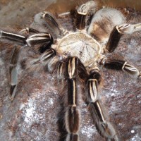 Skeleton Tarantula (Ephebopus murinus)