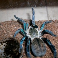 Haplopelma lividum