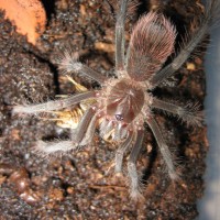 Amanda - Xenesthis Immanis