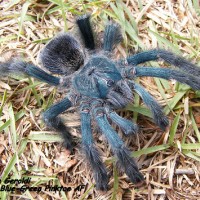 Avicularia Geroldi