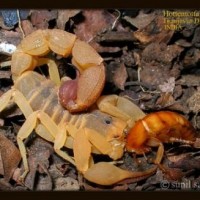 HOttentotta Tamulus Male (Red Indian Scorpion)