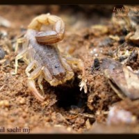 Lychas sp. from INDIA