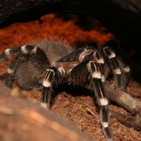 acanthoscurria brocklehursti