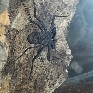 Unidentified Tailless Whip Scorpion