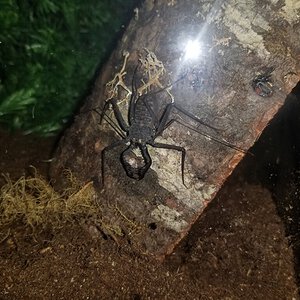 Unidentified Tailless Whip Scorpion 2