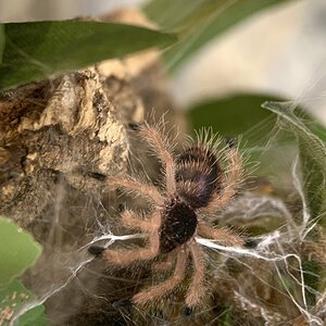 A. avicularia M2