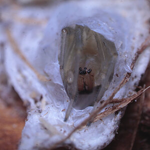 male Cheiracanthium sp.