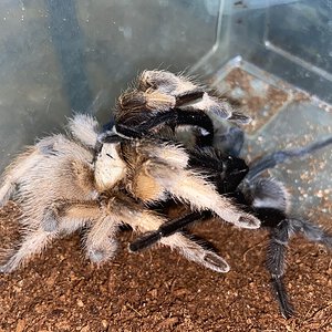 Aphonopelma moderatum pair