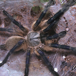 Monocentropus balfouri female - post molt