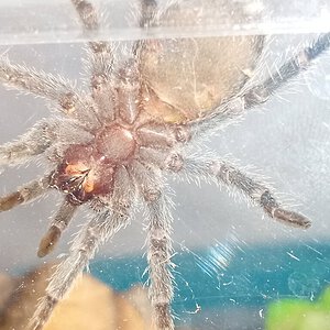2" Homoeomma chilensis