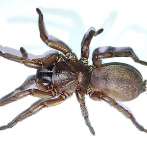 Anamidae sp. Flinders Ranges