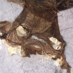 Harpactira Baviana