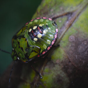 Nezara viridula - green stinkbug nymph