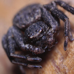 Thomisidae (Xysticus?) shot #2