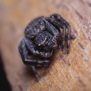 Thomisidae (Xysticus?) shot #1
