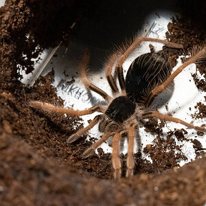 M. robustum spiderling