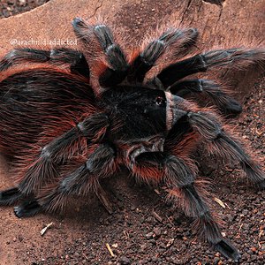 Acanthoscurria chacoana.