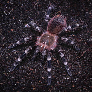 Acanthoscurria geniculata - 1.5 inch female