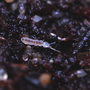 Springtail / Collembola