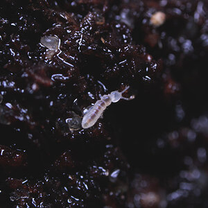 Springtail / Collembola