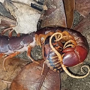 Scolopendra dehaani