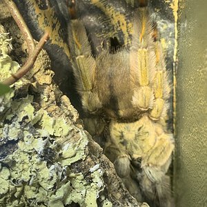 Adult Female p. cambridgei huge
