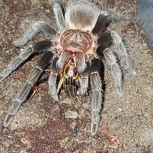 Sericopelma angustum