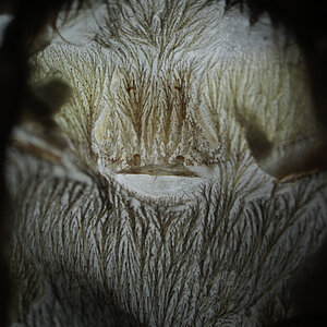 Ceratogyrus darlingi - 2+ inch female,spermatheca reference